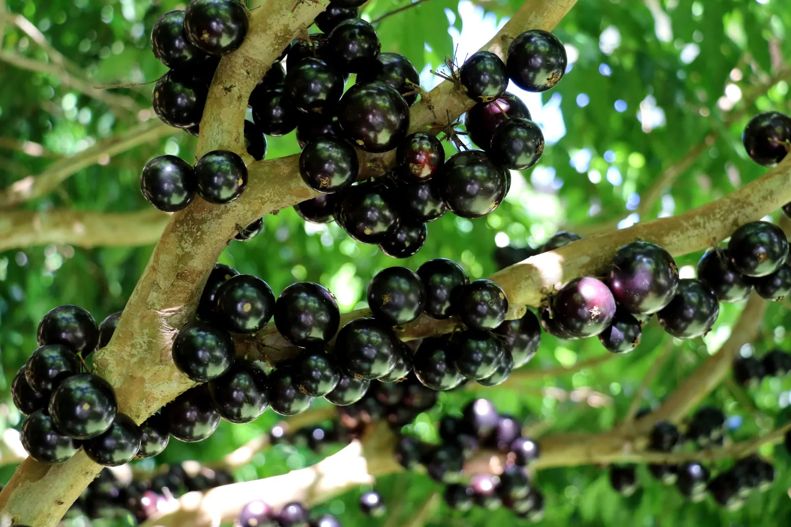Imagem de uma jabuticaba, uma pequena fruta redonda de casca roxa escura e polpa branca, típica do Brasil, nascida diretamente no tronco da árvore