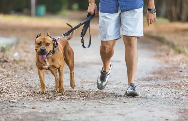 Cão andando perto do dono sem guia ao comando "stay close"