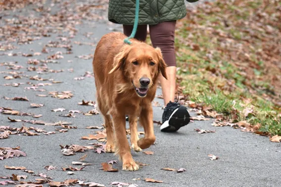 Cachorro caminhando calmamente na guia ao comando "walk"
