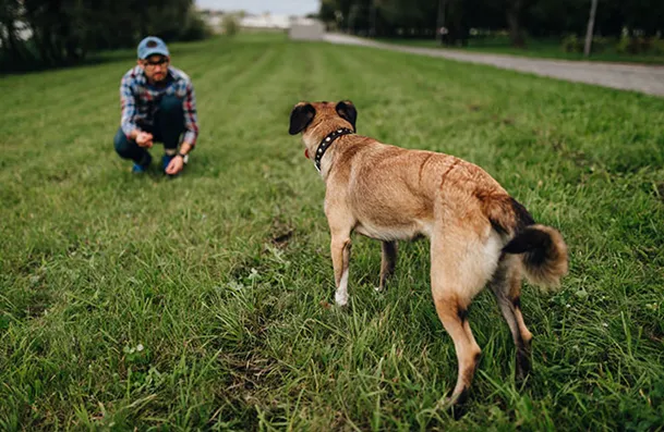 Cachorro vindo ao encontro do dono ao comando "come"