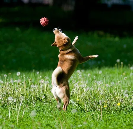 Cachorro pegando uma bola na boca ao comando "catch"
