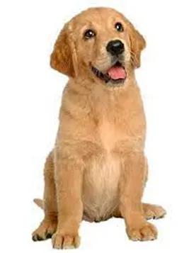 Cachorro aprendendo o comando "sit down" (sentar) durante o adestramento