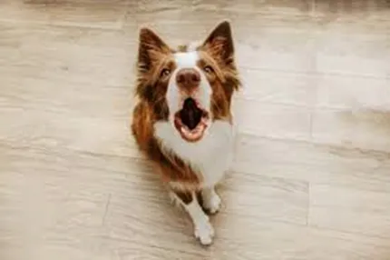 Adestrador usando o comando firme "stop" para conter o cachorro